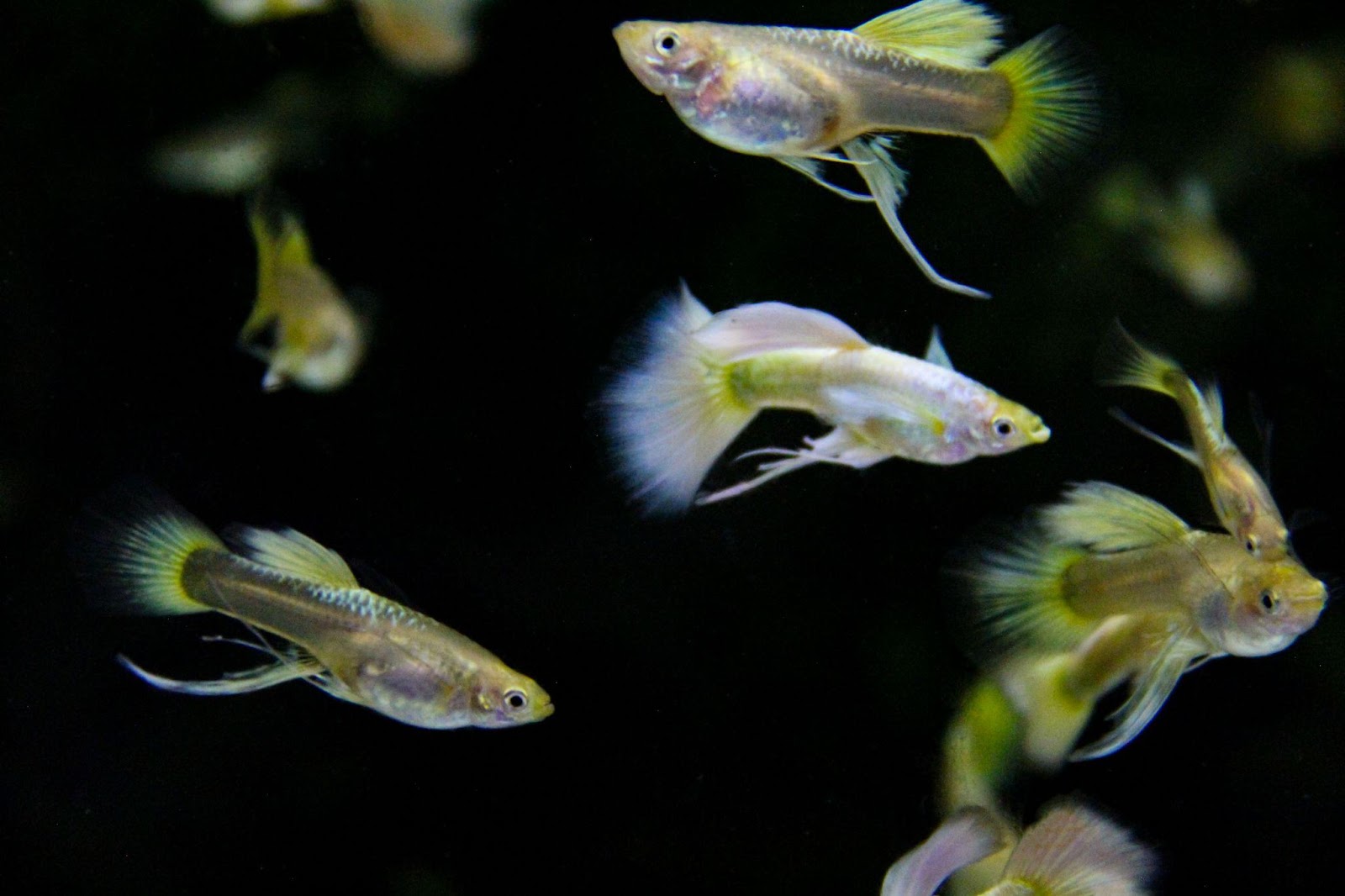 guppies aquarium