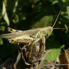 Differential Grasshopper