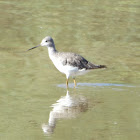 Greater Yellowlegs