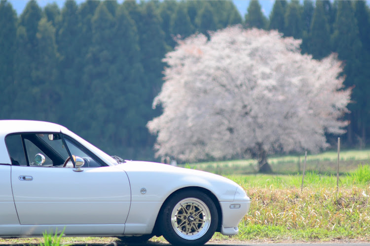 ロードスターのサクラと愛車・大山・田住の一本桜に関するカスタム事例の投稿画像3枚目
