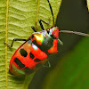 Shield-backed bug