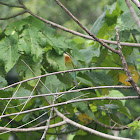 Blue-tailed Bee-eater