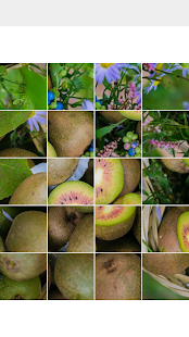 Fruits Puzzle Temol - náhled