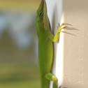 Green Anole