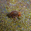 Globular Springtail