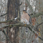 Cooper's Hawk