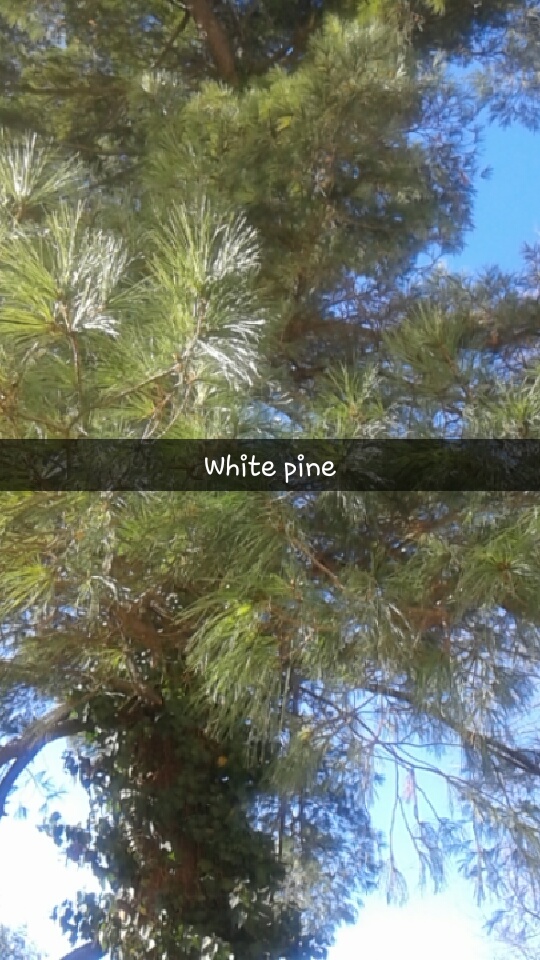 White Pine