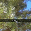 White Pine