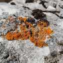 Elegant Sunburst Lichen