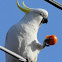 Sulphur-crested Cockatoo