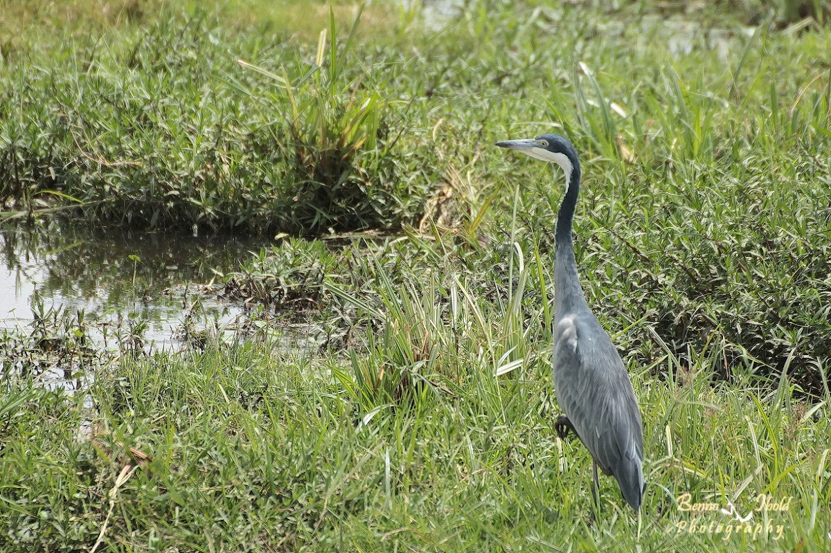 Black-headed heron