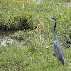 Black-headed heron