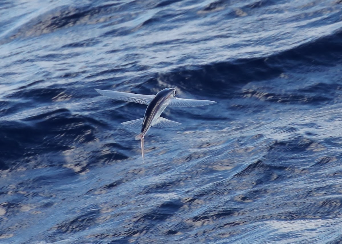 Australasian Flying Fish