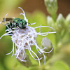 Green Metallic Bee