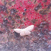 Geometridae Moth