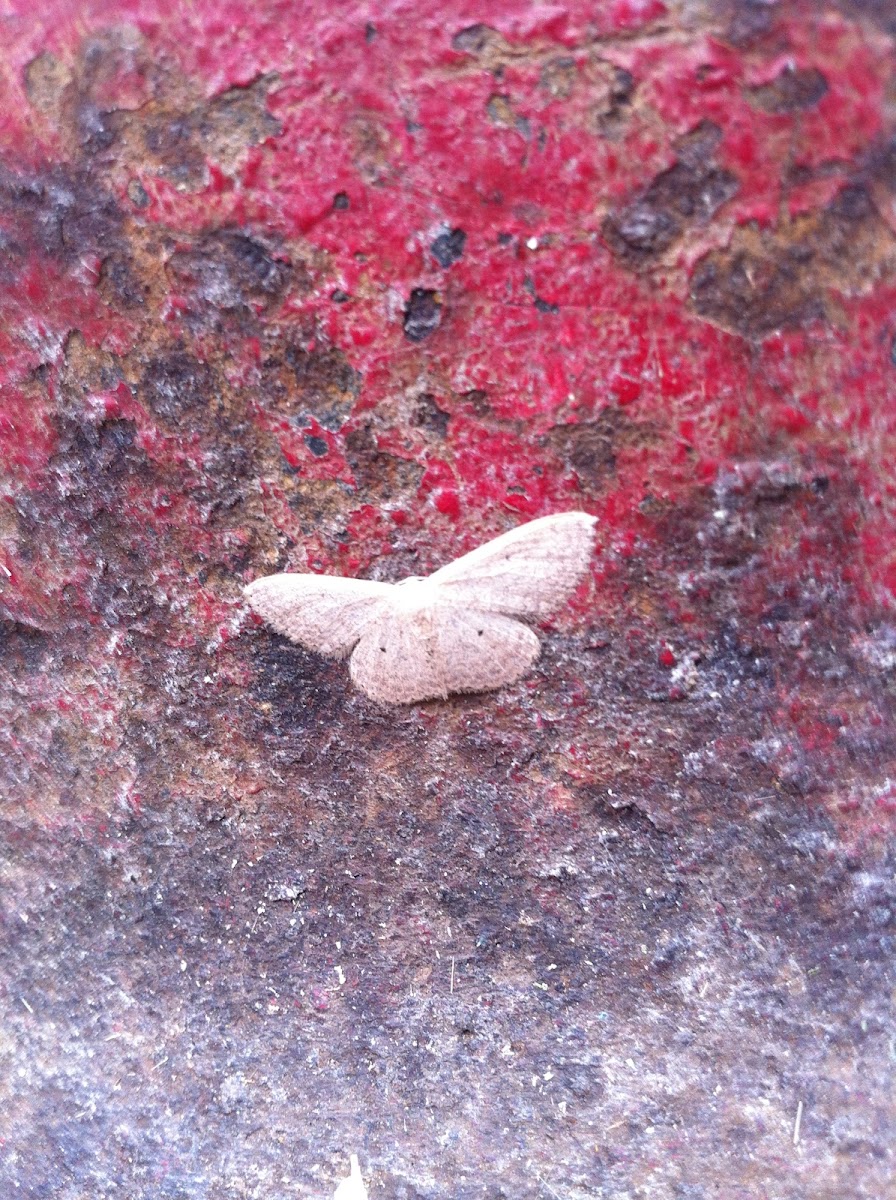 Geometridae Moth