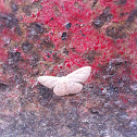 Geometridae Moth