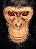 #18 Wazak; James and Other Apes (#JAPES)