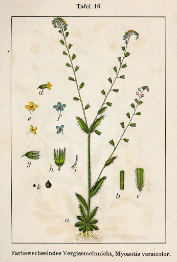 Myosotis discolor