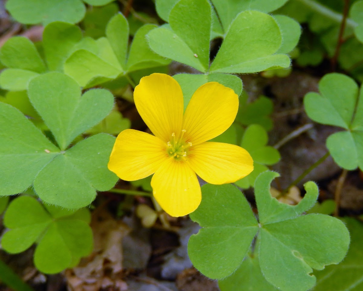 Wood Sorrel