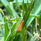 Orange Verbia Moth