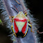 Gorse shield bug