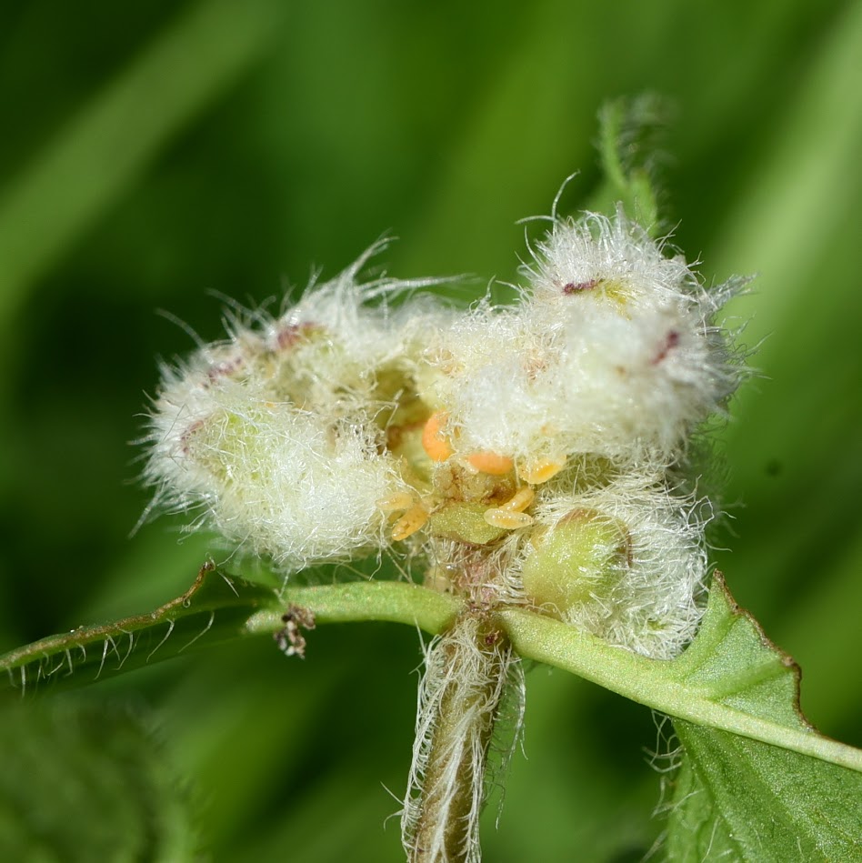 gal van Gewone ereprijsgalmug - Jaapiella veronicae