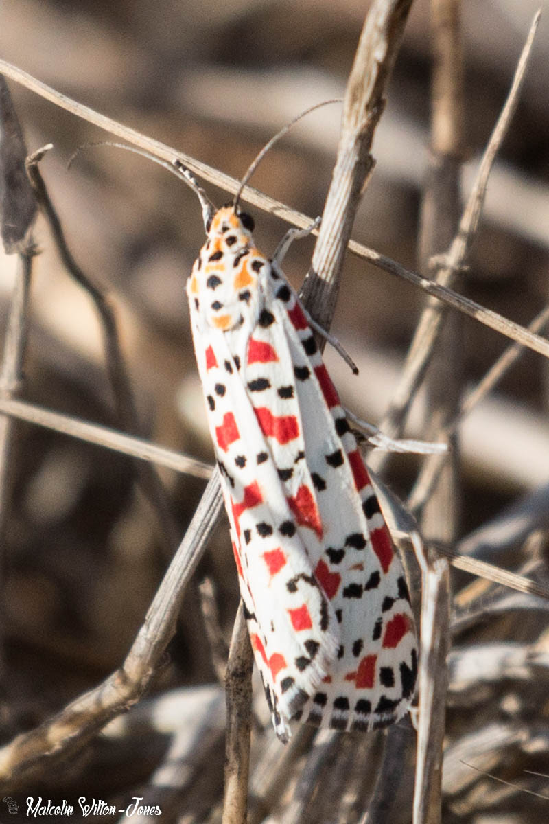 Crimson-speckled Footman/Flunkey Utetheisa pulchella