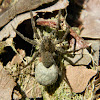 Pardosa Wolf spider