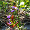 Slender False Foxglove