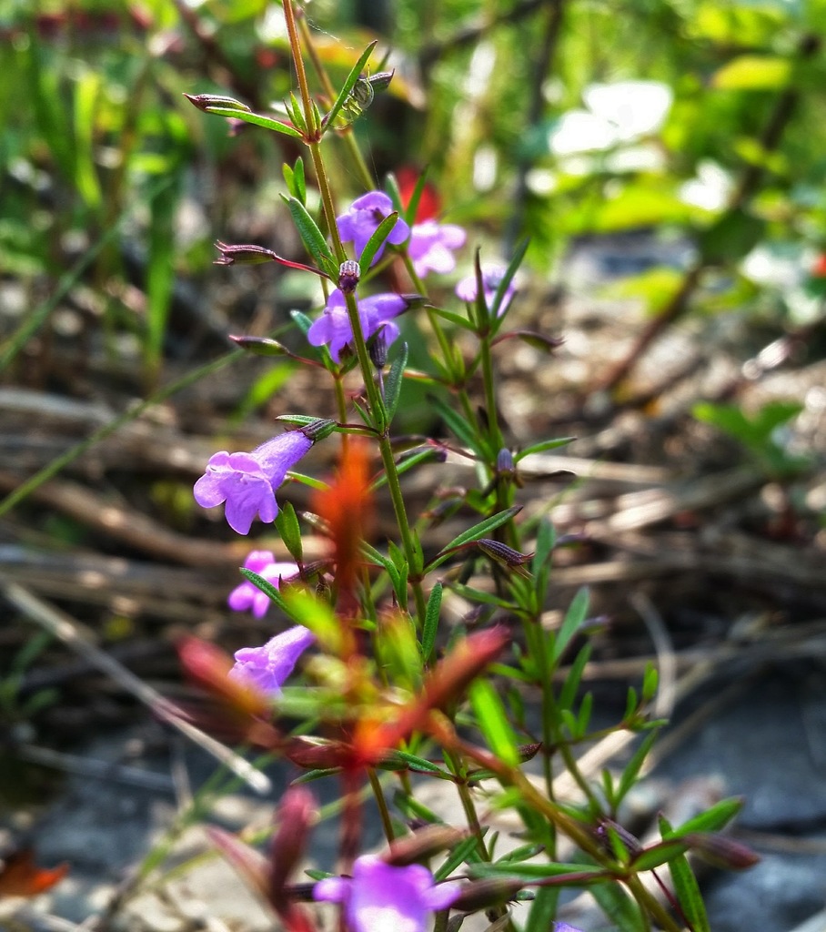 Slender False Foxglove