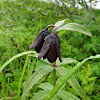 Kamchatka Fritillary