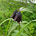 Kamchatka Fritillary