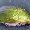 Eucalyptus chafer