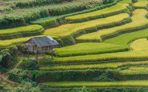 terraced fields screenshot 1