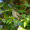 Streak-eared Bulbul