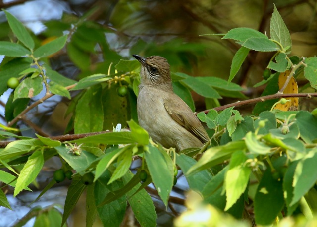 Streak-eared Bulbul