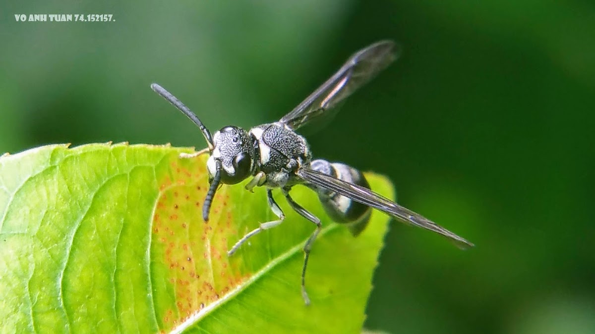 Wasp