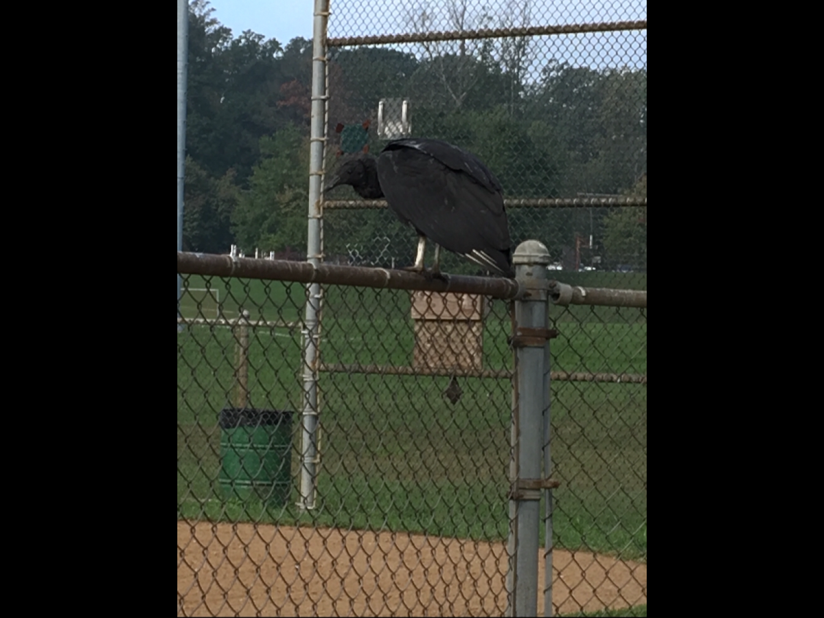 Black Vulture