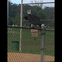 Black Vulture