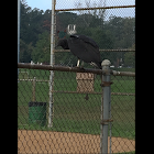 Black Vulture