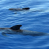 Short-finned Pilot Whale