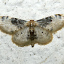 Lustrous Least Carpet moth