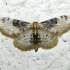 Lustrous Least Carpet moth