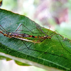 Muỗi Sếu Vằn. Tiger Crane Fly