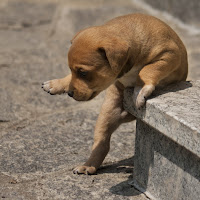 Ci rinuncio,troppo difficile salire!!! di 