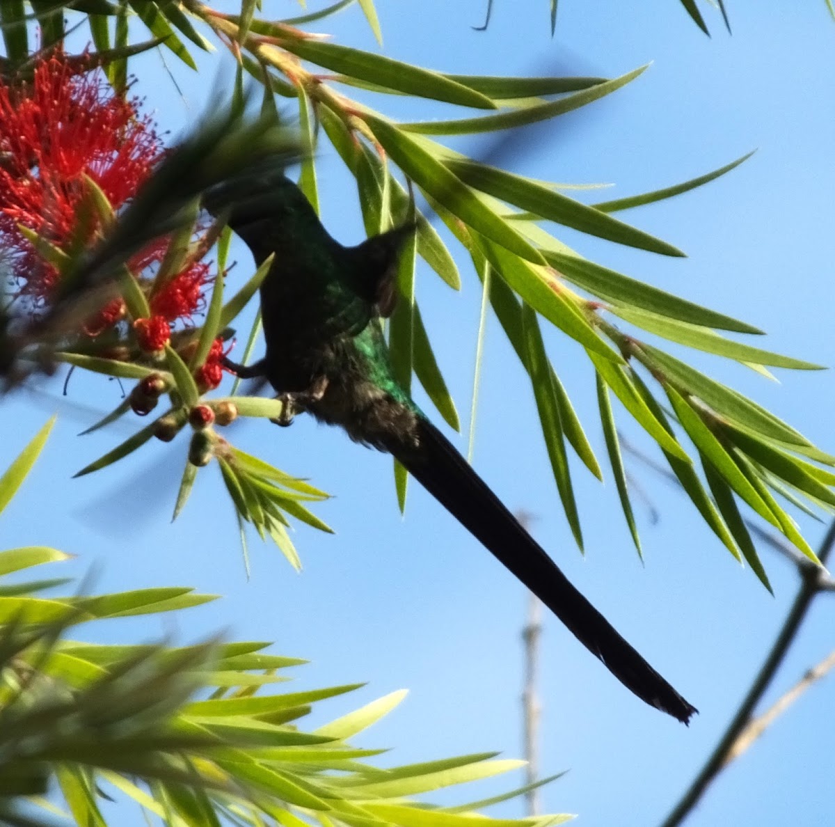 Hummingbird