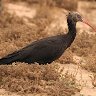 Ibis eremita (Northern bald ibis)