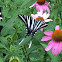 Zebra Swallowtail