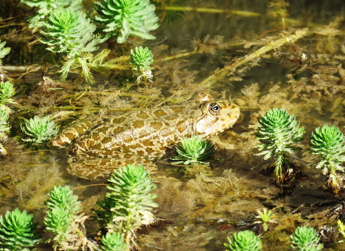 European Green Toad